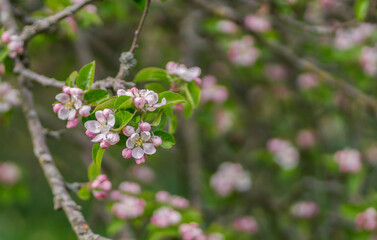 Some Pink and White Apple Tree Blossoms Blooming At The Stage of Growth From a Branch During the Spring Season Background With Copy Space