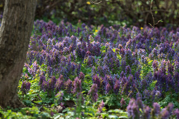 Obraz premium Spring flowers in the Apothecary's garden. Moscow