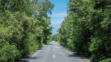 Fototapeta na wymiar The trees on both sides of the road that grow on the road create a tree tunnel.