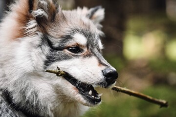 Portrait of a young puppy Finnish Lapphund dog