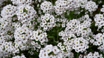 商用で使える白い花の写真