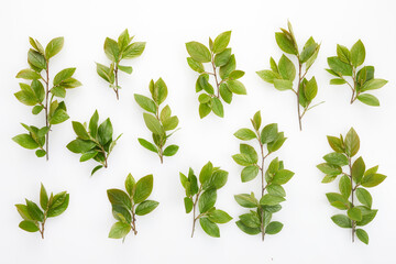Set of green tree leaves and branches isolated on white background