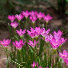 Fototapeta premium Romancing with Pink water lily flowers and beautiful defocused effect for distant flowers.