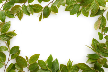 Fototapeta na wymiar Green leaves border isolated on white background