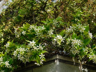 Jasmine or jasminum officinale vine and white flowers in spring
