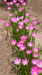 Beautiful bunch of pink lily flowers growing on a roadside