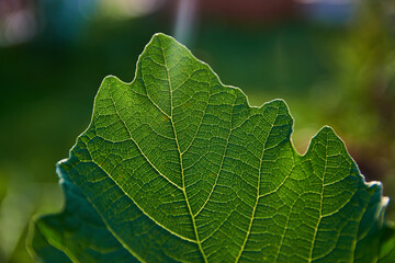 close up of green figs leaf