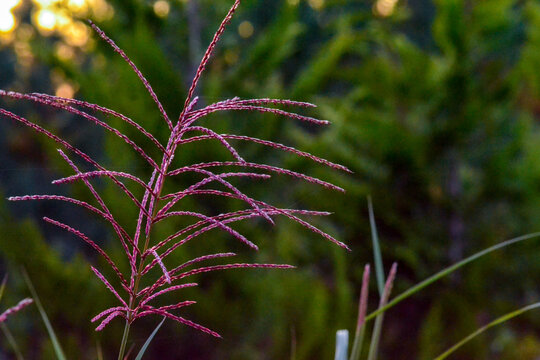Miscanthus grass