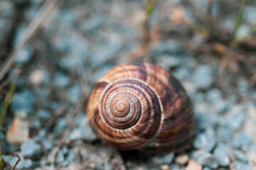 
Snail in nature, on the wall, on the leaf, on the tree, on the branch, on the ground, close-up, macro photo. golden ratio composition.