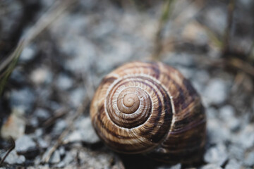 
Snail in nature, on the wall, on the leaf, on the tree, on the branch, on the ground, close-up, macro photo. golden ratio composition.