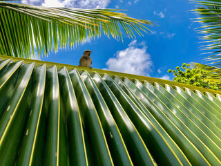 Sparrow bird on lush Palm tree frond against blue sky with clouds on tropical Hawaiian Island Maui,...