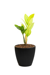 Zanzibar gem, aroid palm , arum fern isolate on white background.