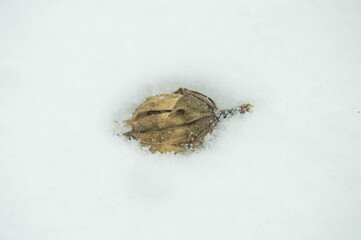 Close-up of dried hop flowers on snow background