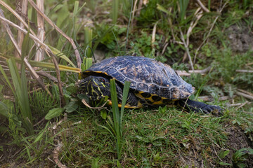 tortue de floride dans herbes vertes