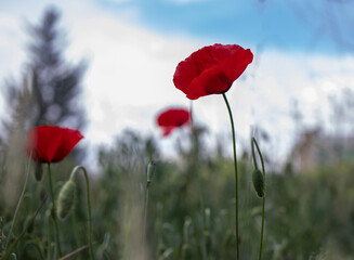 Obraz premium poppy flower field. in the countryside, in its natural environment.