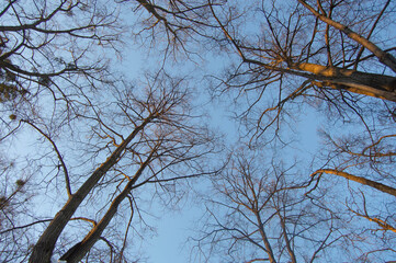Bare tree branches on a background of blue sky