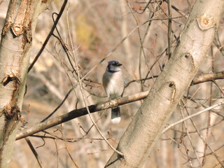Bluejay 