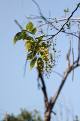 branch of a tree