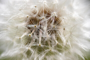 dandelion head, macro photo. The texture of the seeds was clearly drawn.