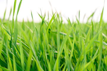 Field of fresh green grass texture as a background