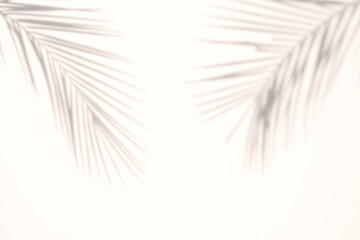 Obraz premium blur Palm tree shadow on white background