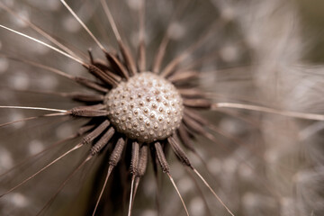 dandelion head macro photo. geometric art in nature.