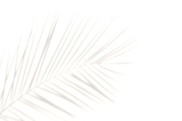 blur Palm tree shadow on white background