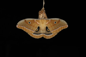 Polyphemus moth with its beautiful wings spread showing the eyespots that can distract predators. It is resting on the cocoon it just emerged from. 