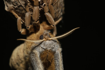 Close-up of the face of a Polyphemus moth showing the relatively small antennae.  The moth is clinging to the cocoon it just emerged from. 
