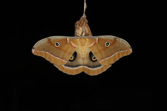 Polyphemus moth with its beautiful wings spread showing the eyespots that can distract predators. It is resting on the cocoon it just emerged from. 
