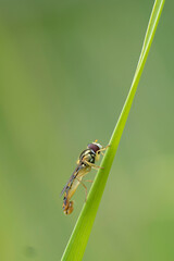 Syrphe