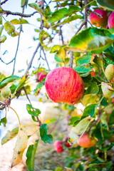 apples on tree