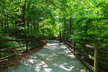 a gorgeous shot of a dirt footpath through the forest surrounded by lush green trees and plants...