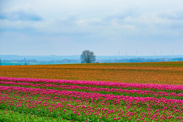 field of pink and yellow tulips