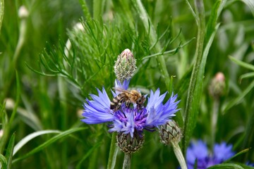 bee on a Blue cornflower
