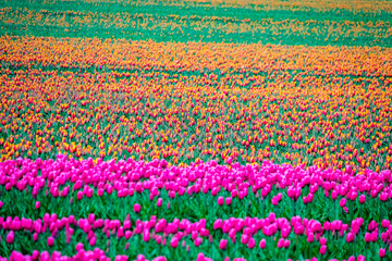 Fototapeta na wymiar field of pink and yellow tulips