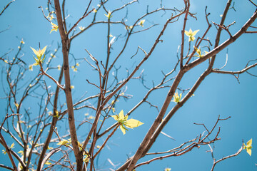 leaves on blue sky