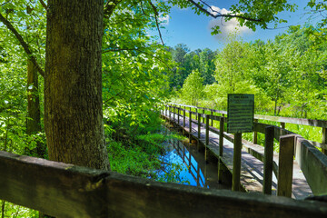 a shot of a brown wooden bridge over the water in a marsh surrounded by lush green trees and plants...