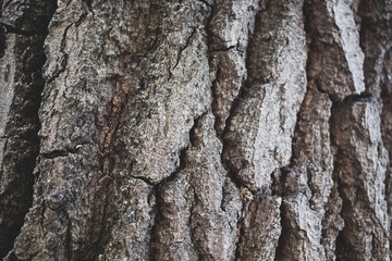 bark tree trunk texture, background.