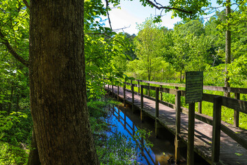 a shot of a brown wooden bridge over the water in a marsh surrounded by lush green trees and plants...