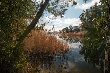 reflection of trees in the lake