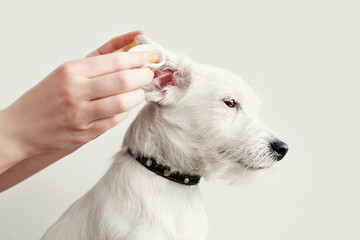 Dog Jack Russell Terrier having ear examination at veterinary clinic. Woman cleaning dogs ear at grooming salon. White background, copy space. Pet health care, treatments concept.