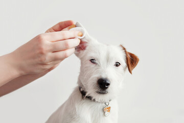 Dog Jack Russell Terrier having ear examination at veterinary clinic. Woman cleaning dogs ear at grooming salon. White background, copy space. Pet health care, treatments concept.