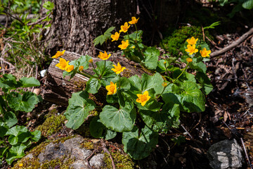 Caltha palustris wildflower in Hungarian nature at Bükk