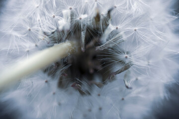 dandelion head macro photo. geometric art in nature.