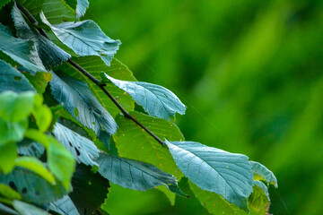 Green elm leaves © Robert