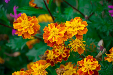 orange flowers in the garden