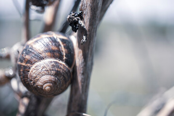 
Snail in nature, on the wall, on the leaf, on the tree, on the branch, on the ground, close-up, macro photo. golden ratio composition.