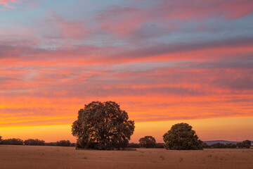 Fototapeta na wymiar Sunset landscape in the fields of Ciudad Real, Spain