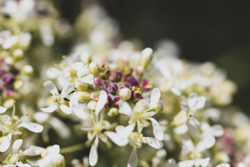 bee on flowers